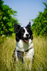 Scenic Vineyard with Border Collie and Grape Fields