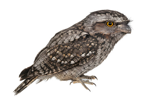 Captivating portrait of a tawny frogmouth bird showcasing its unique plumage and distinctive features against a pristine white background, highlighting its nocturnal beauty.