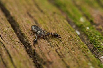 Macro view of pseudoscorpion on rough bark