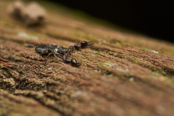 Macro view of pseudoscorpion on rough bark