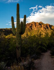 Desert landscape with saguaro cactus (3)