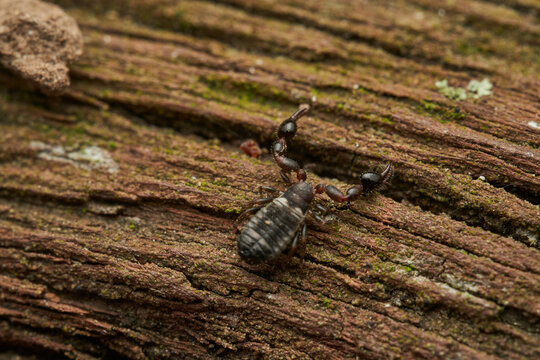 Macro view of pseudoscorpion on rough bark