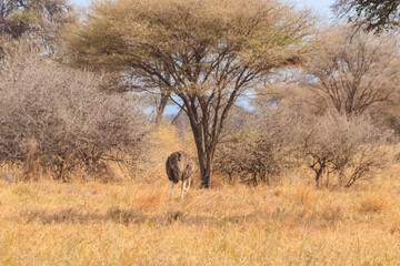 Common ostrich (Struthio camelus) female in Tarangire National Park, Tanzania