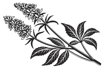Black and white illustration of a flowering plant branch with leaves