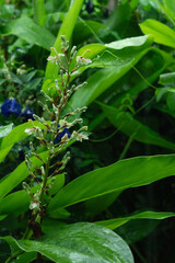 delicate galangal flower with raindrops on it leaf take vertical nature photography, reflecting the rainy seasons calm atmosphere and the beauty of staying at home with nature