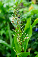 delicate galangal flower with raindrops on it leaf take vertical nature photography, reflecting the rainy seasons calm atmosphere and the beauty of staying at home with nature