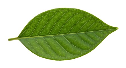 Obraz premium Close up of a single green leaf.