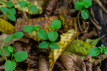 Hornbeam Carpinus betulus tree sprouts germinated in the wild in the forest from seed