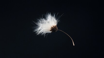 Delicate seed head against stark backdrop