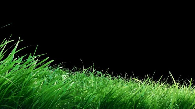 Green grass effect swinging in a seamless loop on a transparent background. Ideal as an alpha overlay to add a peaceful, natural, or serene atmosphere to your video.
