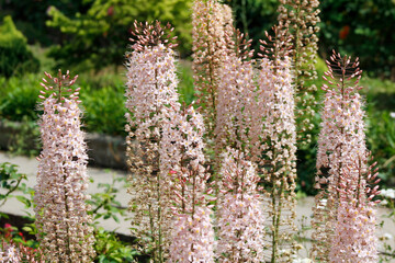 blooming pink eremurus in the garden

