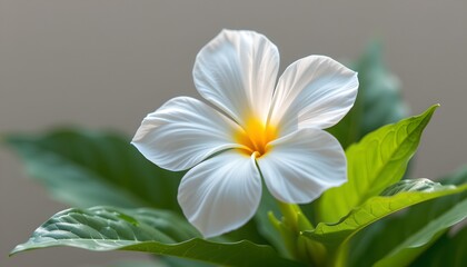 Fototapeta premium Close up of a beautiful white flower with a yellow center, surrounded by green leaves. The flower is in full bloom, showing off its delicate petals