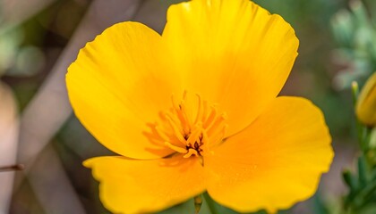 Fototapeta premium Close-up of a bright yellow flower (1)