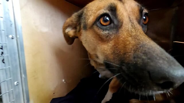 Small scared dog sitting in carriers at truck. Rescue workers evacuating animals from a frontline city in Ukraine. Kind people saving homeless pets and taking to safe places. Slow motion