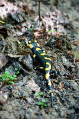 Colorful Salamander on Forest Floor