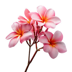 Fototapeta premium Bright pink frangipani flowers feature intricate petals and vibrant colors in a lovely arrangement
