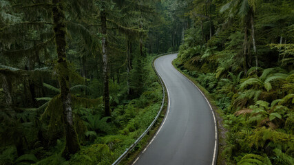 Obraz premium road in the forest