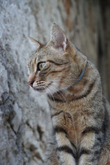 Portrait of a Domestic Tabby Cat