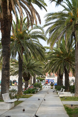 Fototapeta premium Promenade with Palm Trees on Sunny Day