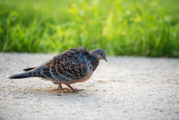 멧비둘기 깃털을 바짝 세우다