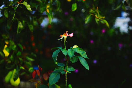 Close-up of a withered rose flower with only a few pink petals remaining, surrounded by green leaves and blurred colorful bokeh in the background. - Powered by Adobe
