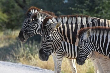 Steppenzebras (Equus quagga) im Etoscha Nationalpark