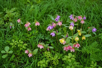 Fototapeta premium A field of pink tulips blooms vibrantly in a spring garden