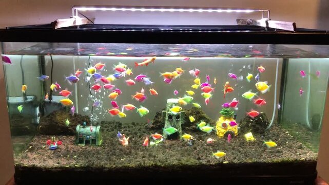 Colorful GloFish swimming in a home aquarium