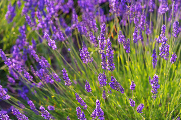 Close up, macro view of vibrant purple lavender flowers in soft evening sunlight. Golden light, delicate texture and fragrant essence of blooming plants in full summer. Natural background, lanscape