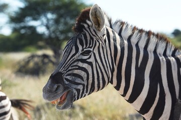 Steppenzebra (Equus quagga) im Etoscha Nationalpark