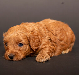 brown toy poodle dogs maltipoo sitting on black background