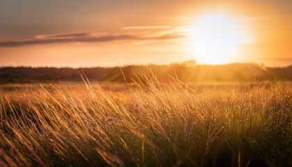 Obraz premium A Soft Golden Light Spilling Over A Field Of Tall Grass Creating A Peaceful And Calming Atmosphere In A Remote Meadow