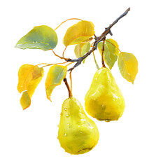 Yellow pears on branch with water drops