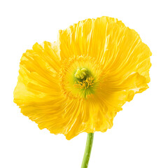 Yellow poppy flower closeup