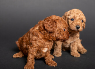 brown toy poodle dogs maltipoo sitting on black background