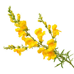 Yellow snapdragon flower branch close up
