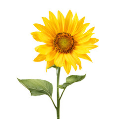 Yellow sunflower isolated on black background