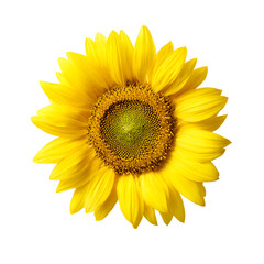 Yellow sunflower isolated on black background