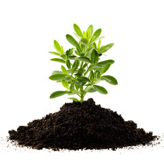 Young plant growing from soil