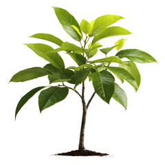 Young plant with lush green leaves