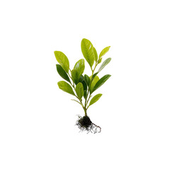 Young plant with roots against black background
