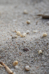 Macro Shot of Seashells in Sand