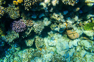 Coral reef in the Red sea in Ras Mohammed national park. Sinai peninsula in Egypt