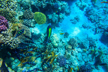 Different tropical fish at coral reef in the Red sea in Ras Mohammed national park, Sinai peninsula in Egypt