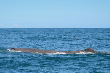 Obraz premium Sperm whale diving below surface in Tasman Sea, South Island, New Zealand