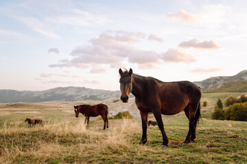 A herd of horses peacefully grazes on a green hill. Wild horses walk across a field at sunset. Nature landscape. Nature and animals concept.