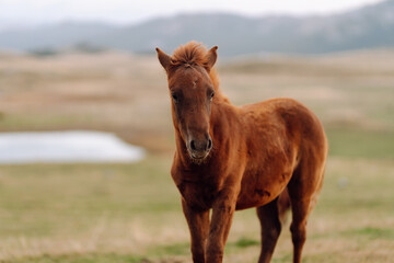 Fototapeta premium A herd of horses peacefully grazes on a green hill. Wild horses walk across a field at sunset. Nature landscape. Nature and animals concept.