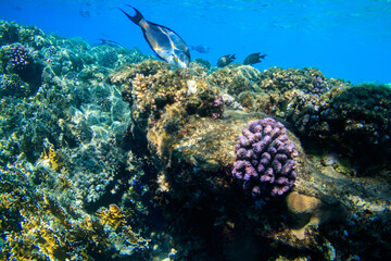 Sohal surgeonfish (Acanthurus sohal) or sohal tang, is a Red Sea endemic. Sohal surgeonfish on coral reef in the Red sea in Ras Mohammed national park. Sinai peninsula in Egypt