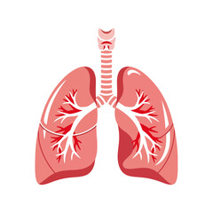 Anatomical Lungs Vector Graphic
