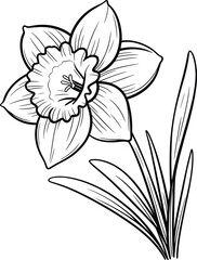 Single daffodil flower line art illustration, botanical spring bloom drawing, black and white coloring page for kids and adults, floral sketch design